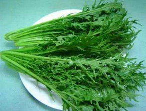 梅菜是雪里红菜吗 梅菜在北方叫什么菜