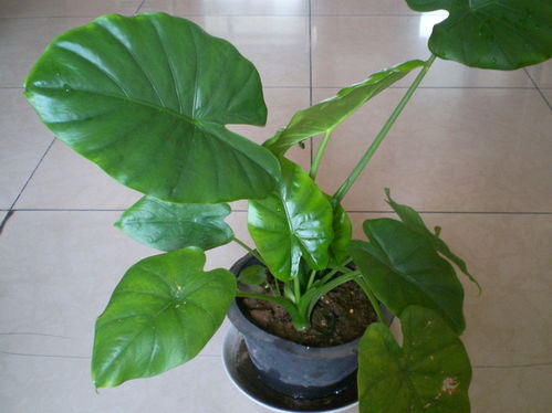 植物四大科属 植物三大科是哪三大科