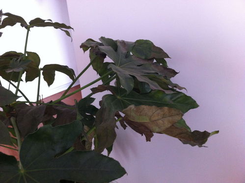 植物叶子边缘焦枯怎么办 树叶叶尖焦枯主要原因