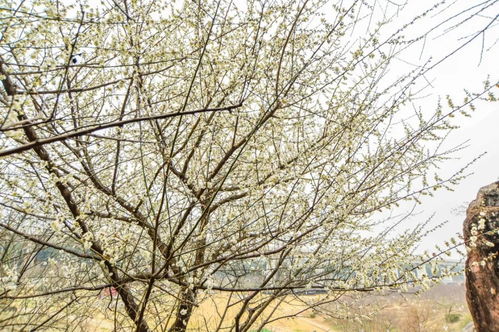 梅花写的是哪个季节 梅花属于哪个季节