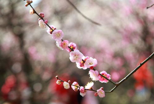 梅花花语象征与寓意 梅花的爱情花语是什么