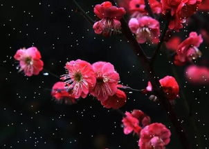 梅花的爱情花语是什么 梅花有什么性暗示吗