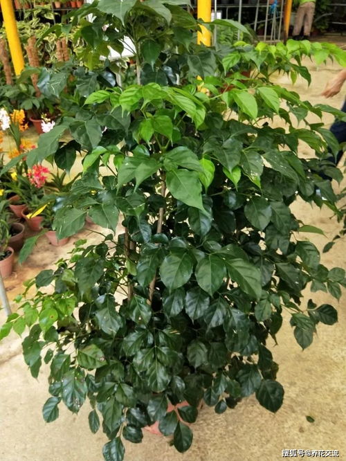 植物叶子发黄怎么治 盆栽叶子发黄脱落怎样挽救
