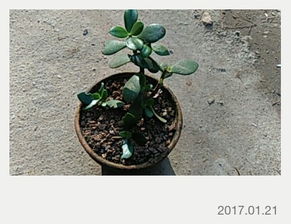 植物包括哪几大类 植物有哪四个类型