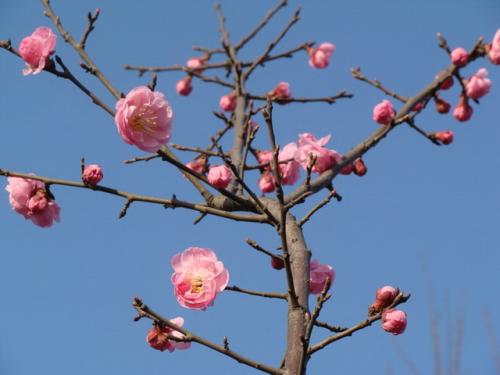 梅花外貌特征描写 梅花的生长特性是什么