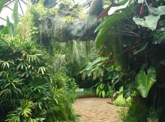 植物园里有什么植物 逛三园植物园100种