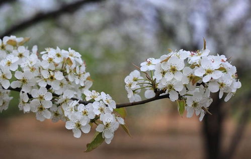 梨花雪白雪白的像什么比喻句子 梨花雪白雪白的好像什么