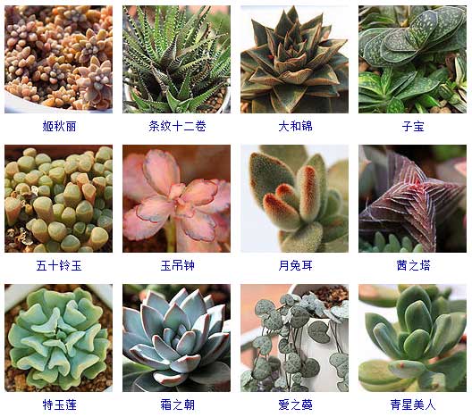 植物园植物名称大全500种 植物大全100种