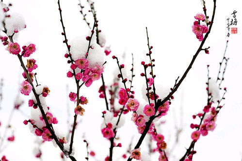 梅花表达思念情人 梅花与爱情之间的联系