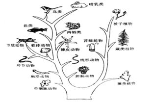 植物和动物是一个祖先吗 植物知道自己的存在吗