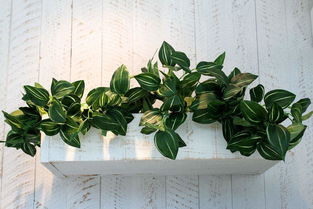 植物为什么没有系统这一层次 植物不具有系统的原因