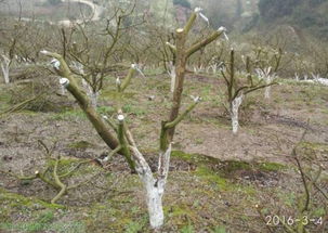 梨树嫁接几月份最好 春天嫁接梨树的最佳时间