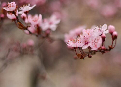 梅花的寓意和花语 梅花的爱情花语是什么