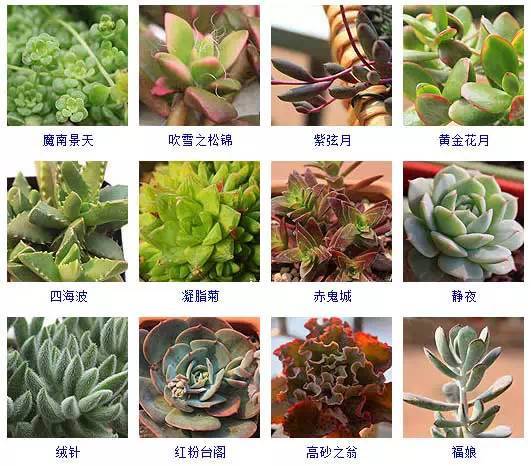 植物五大组织名称 植物的四大组织及功能