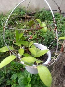 植物一共有几大类 植物三大科是哪三大科