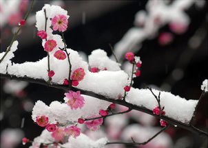 梅花寓意和象征意义吉祥 梅花为什么不吉利