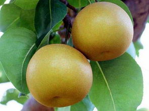 梨树多高打顶 梨树需不需要打头