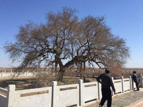 榆树为什么百鬼不近 榆木不进家是什么意思