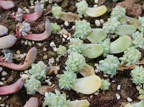 植物繁殖方式有哪些 花卉的常用繁殖方法有四种