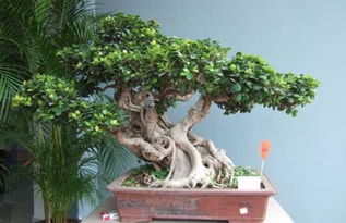 榕树盆景能不能放家里 榕树盆景放客厅吉利吗