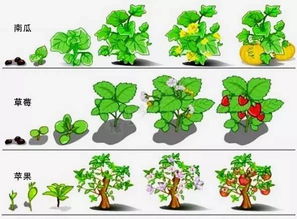 植物的八大系统 植物的三大系统