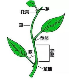 植物的茎有什么作用 三年级科学植物的茎有什么作用