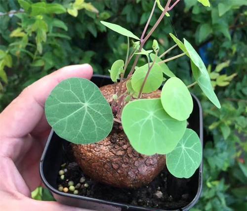 植物能听懂人说话吗 植物养久了会有灵性吗