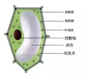 植物细胞都有细胞壁吗 植物细胞没有细胞壁的例子