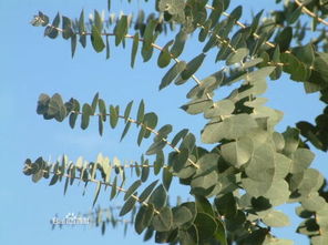 植物界有几个门几个纲 植物界16门的名称和特点