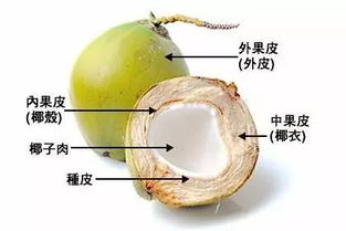 椰子为什么里面有水 椰子里面的水干净吗