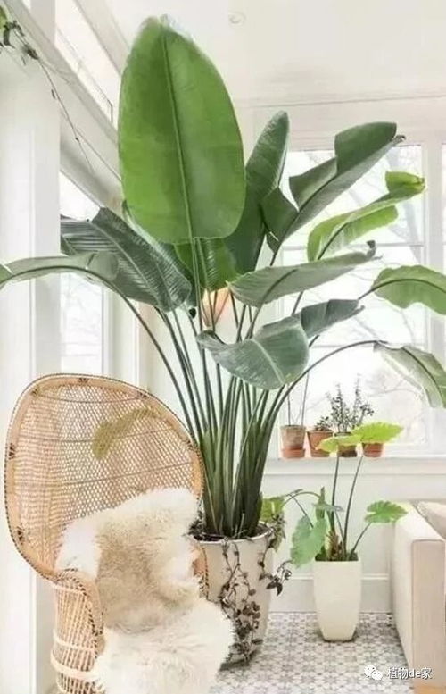 植物界五大科 植物三大科是哪三大科