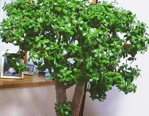 榕树有灵性吗 榕树盆景放客厅吉利吗