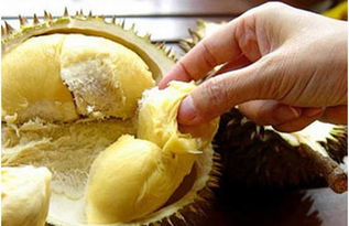 榴莲怎么挑选才好吃又甜 榴莲挑选八大诀窍