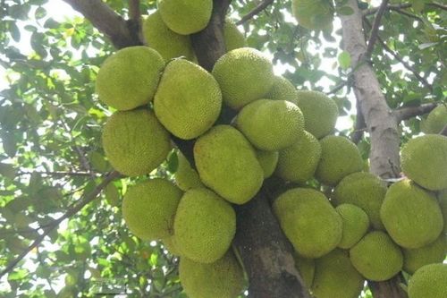 榴莲树苗几年才能结果 榴莲树多少度会冻死