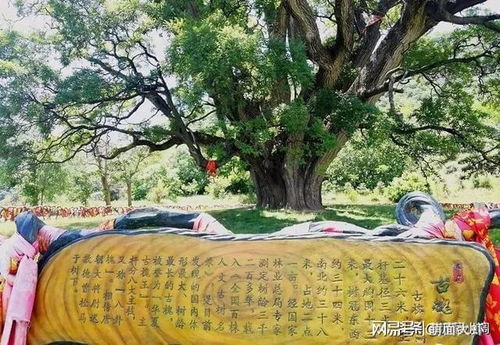 槐树在风水上的说法 槐树在门口风水十大禁忌