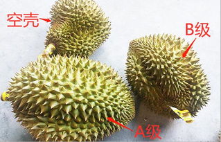 榴莲买圆的好还是尖的好 榴莲买几斤的最划算