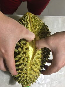榴莲放一周了还没裂口 榴莲要等到自己裂开吗