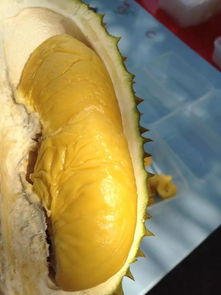 榴莲的旺季是每年的几月 8月榴莲过季了吗