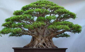 榕树造型方法有哪五种 榕树造型100种图片