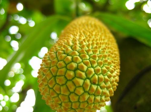 榴莲怎么熟的快一些 榴莲放着会自己熟吗