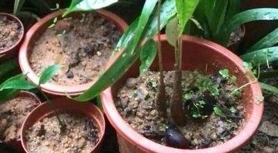榴莲的种植方法和技巧 榴莲育苗方法