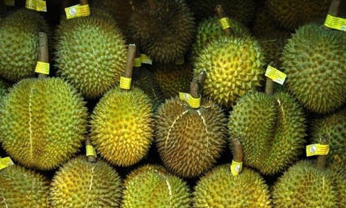 榴莲女人吃了补哪里 为啥远离吃榴莲的女人