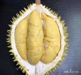 榴莲要用袋子闷熟还是自然干 榴莲捂着好还是敞开好