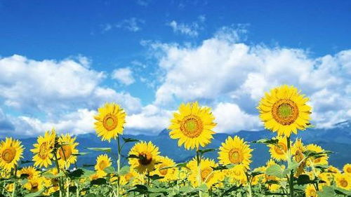 橙色寓意唯美的句子 关于橙色意境的名字