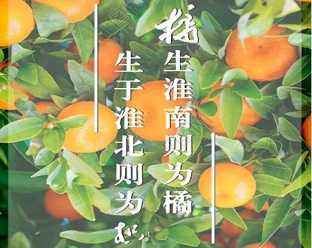 橘生淮南则为橘,生于淮北则为枳 南橘北枳的寓意是什么