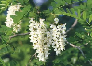 槐花有什么功效与作用 女人吃槐花有什么好处