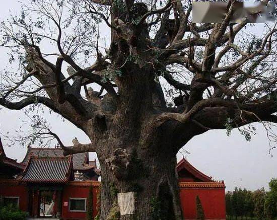 槐树最怕什么东西 槐树上住的神仙叫什么仙