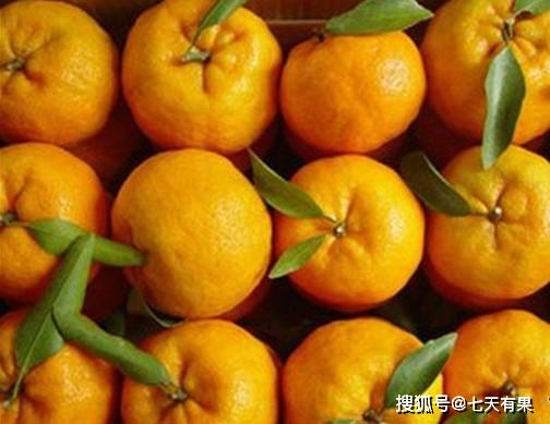 橘子桔子哪个正确 橘子 桔子 有啥区别