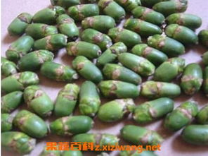 槟榔的作用和功效 槟榔的作用与危害