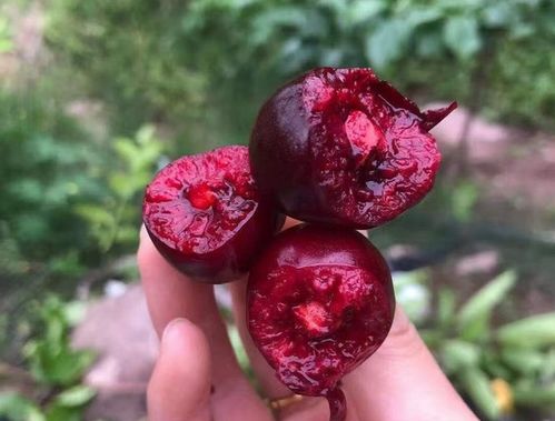 樱桃多少钱一斤2023 2023年樱桃为什么贵